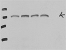 Excellent NOTCH1 Antibody From Cell Signaling (Cleaved Transmembrane/Intracellular Region (NTM)