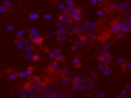 E1A Antibody Good For Immunocytochemistry