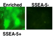 Easy Sep for Hassle-Free Cell Separation