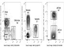 CD11b detection