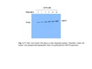 GRP78 Expression In Melanoma Cells