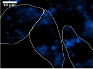Consistent Lysosomal Staining