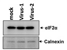 eIF2a monoclonal Ab