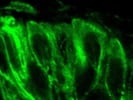 Use Of Acetylated alpha Tubulin Antibody From Abcam On Embryonic Tissue