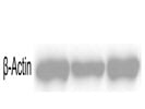 Highly Consistent WB Loading Control For Mouse Peritoneal Macrophages Analysis