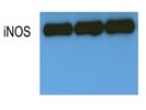 Consistent Detection Of iNOS In Mouse Peritoneal Macrophages