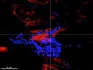 Antibody Review For CD11c From BD Biosciences