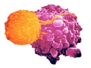 Immunotherapy related proteins, antibodies, genes and ELISA kits