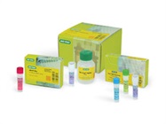 PCR and qPCR Reagents