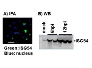 Anti-ISG54 (known as IFIT2) Antibody