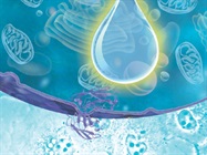 Cell Lysis and Preservation Solutions