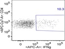 IFN-gamma Antibody for Flow Cytometry