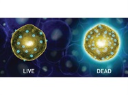 LIVE/DEAD Fixable Dead Cell Stains