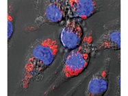 Phagocytosis and Endocytosis Indicator Assays