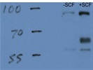 Reliable Antibody - But Sometimes Gives Two Bands