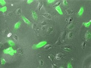 Easy Live Cell Imaging
