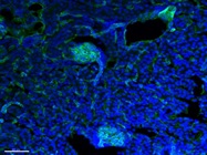 CD31 for Immunofluorescence
