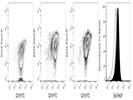 Stains Ebi3 Subunit In B Cells