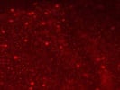 Okay Antibody To Use For Immunofluorescent Flat Mount Staining