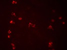 Great Mouse Macrophage Antibody