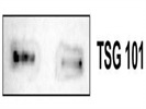 TSG 101 Antibody
