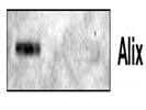 Alix Antibody