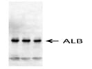 Albumin Antibody