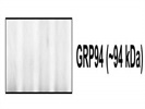 GRP94 antibody
