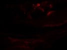 Okay CXCR4 Antibody For Cryosections