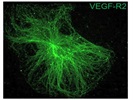 VEGFR2 Antibody For Microsopy