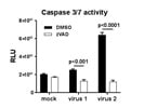 Reliable Apoptosis Detection Assay