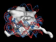  Studying DNA-Protein Complexes With ChIP