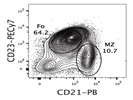 Great CD23 Antibody