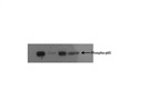 Good phospho-NF-kB p65 Antibody