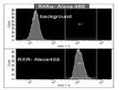 Anti-Retinoid X Receptor Alpha Antibody [EPR7106]