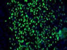 Use Of EBF-2 Antibody From R&D Systems On Embryonic Tissue