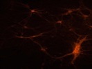OK Marker For Dendrites