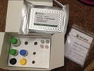 Origene GDF 15 ELISA Kit