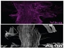 A Collagen IV Antibody That Works For Drosophila