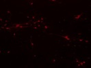 Good Antibody For Staining Active Caspase-3