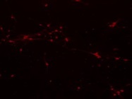 Good Antibody For Staining Active Caspase-3