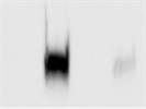 Good Antibody Against pSTAT1