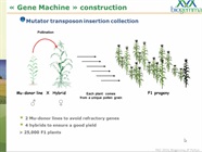 Video webinar: Development of a high-throughput method for the screening of a maize mutant collection