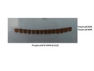 Phospho-p44/42 MAPK (Erk1/2) (Thr202/Tyr204) (197G2) Rabbit mAb