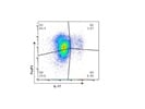Anti-Mouse IL-17A Antibody