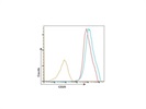 Anti-Mouse CD25 Antibody