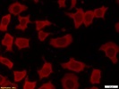 VDAC For Proximity Ligation Assay
