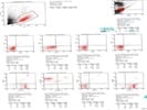 Isotype Control for K9 Immunophenotyping