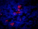 Product Review For Anti-Human CD3 Antibody By Biologend