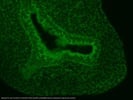 Donkey anti-Mouse Secondary Antibody for Tissues